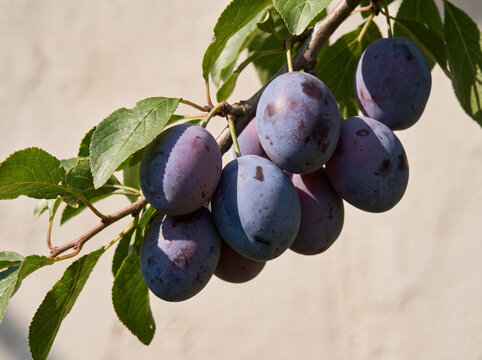 Ripe purple plums hanging on a tree branch with green leaves