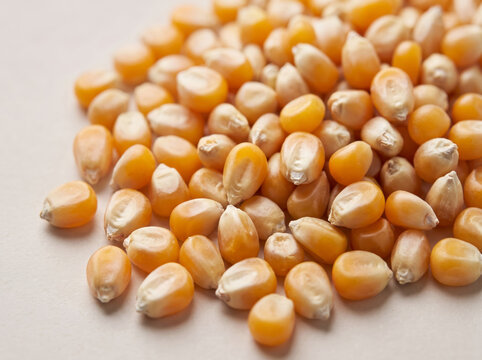 Pile of raw unpopped corn kernels resting on a beige surface close up
