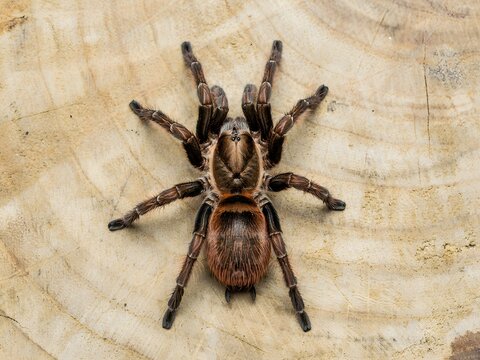 Close-up macro shot of a large brown and black hairy tarantula spider on beige textured surface