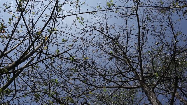 A large tree is viewed from below, with its textured trunk and spreading branches extending across the frame against a clear blue sky. Small leaves create a natural canopy, highlighting the tree&rsquo;s str
