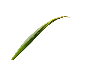 Fototapeta premium Long narrow green leaf and unopened flower bud on a curved stem