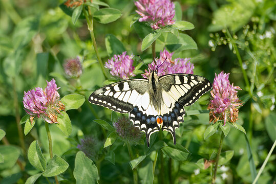 Old World Swallowtail or common yellow swallowtail (Papilio machaon) sitting on pink flower in Zurich, Switzerland