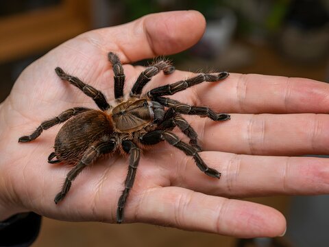 Close-up of large hairy tarantula spider crawling on human hand outdoors