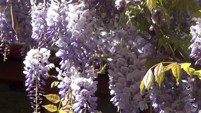 Purple wistaria flowers, recorded on Saints Constantine and Helena resort, Bulgaria