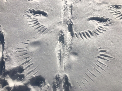 Bird imprint in fresh white snow showing the tips of the wing feathers
