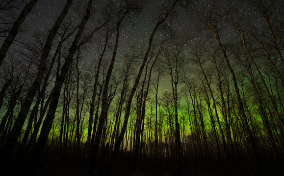 Night sky lit by green Aurora and stars seen through leafless looking towards the north star
