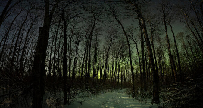 Nighttime view down a snow covered forest trail surrounded by leafless trees and weak Aurora in the sky plus a few stars
