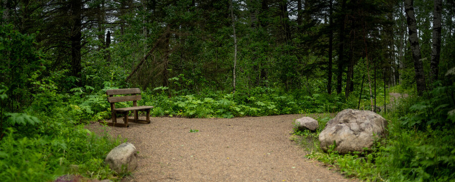 Old wooden bench along a gravel walking trail through a lush northern forest

