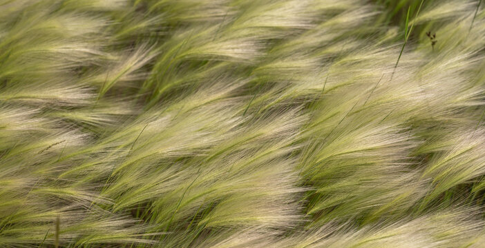 Panorama of foxtail barley wild grass with feathery tops
