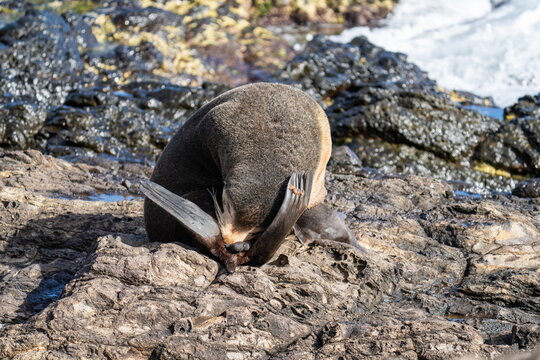 Subantarctic fur seal (Arctocephalus tropicalis) licking its testicles on Nightingale Island, in the South Atlantic Ocean