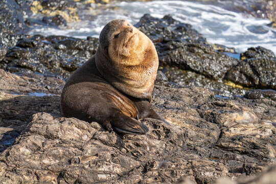 Subantarctic fur seal (Arctocephalus tropicalis) on a lava rock outcropping on the coast of Nightingale Island, in the South Atlantic Ocean