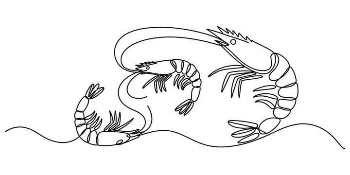 Simple line art illustration of three shrimps swimming together Vector, illustration