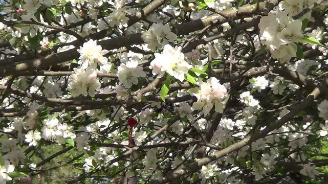 Flowers of apple tree