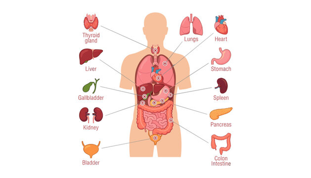 Educational human body internal organs anatomy chart vector diagram with labeled medical healthcare infographic elements