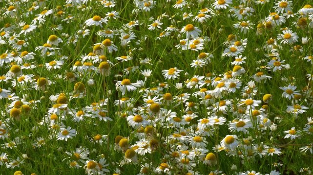 Chamomile. White daisy flowers. Gentle breeze flows through field of white daisies, natural summer background, 4k video
