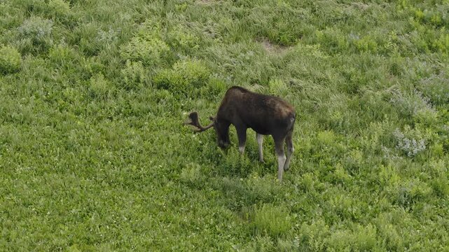 An aerial shot of a young bull moose grazing in a meadow in the Uintah mountains, Utah, USA
