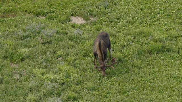 An aerial shot of a young bull moose grazing in a meadow in the Uintah mountains, Utah, USA