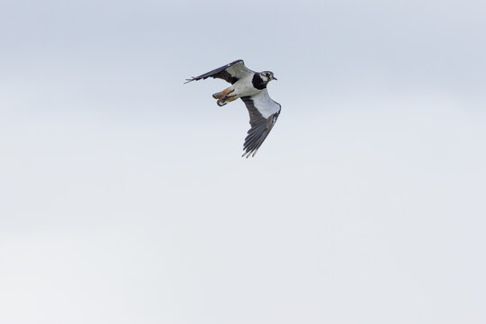 Northern lapwing banking in flight