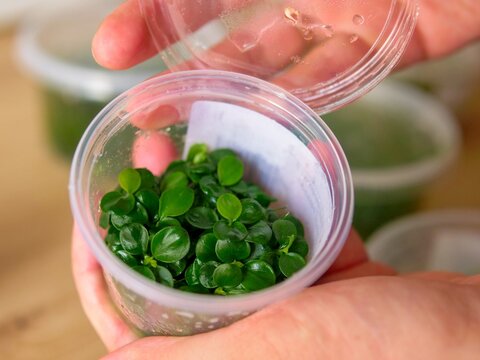 Hands Opening a Tissue Culture Cup of Anubias Nana Petite In-Vitro  Aquarium Plant for Aquascaping