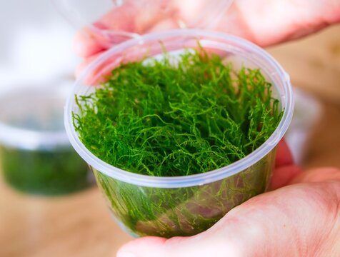 In-Vitro Java Moss Aquatic Plant in a Clear Plastic Container - Hands Holding an Open Tissue Culture Cup oftaxiphyllum barbieri
