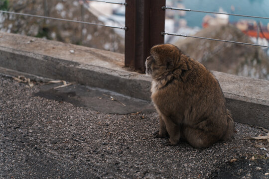 Barbary macaques sitting on a stone wall overlooking the sea in Gibraltar