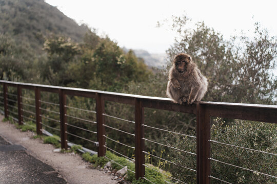 Barbary macaques sitting on a stone wall overlooking the sea in Gibraltar