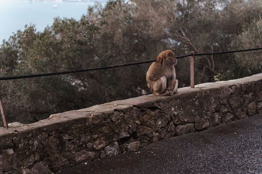 Barbary macaques sitting on a stone wall overlooking the sea in Gibraltar