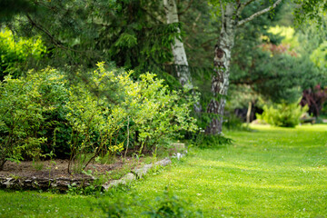 Obraz premium Lush landscaped garden with green lawn, mature trees and ornamental shrubs around a country home. Peaceful summer backyard creates a well maintained natural outdoor living space.