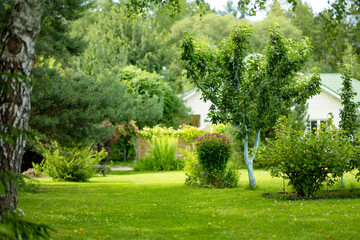 Obraz premium Lush landscaped garden with green lawn, mature trees and ornamental shrubs around a country home. Peaceful summer backyard creates a well maintained natural outdoor living space.
