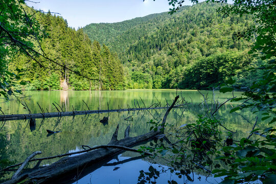 Scenic forest lake with fallen branches in the water and vibrant green wilderness