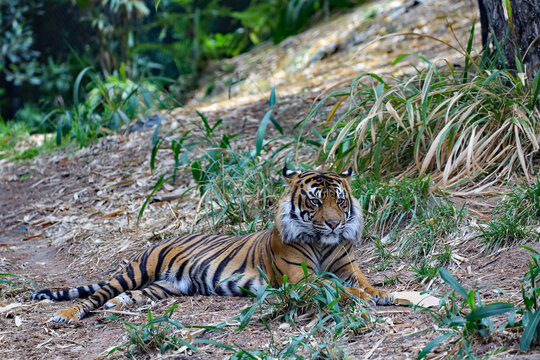 Sumatran Tiger Laying Down Resting in Natural Woodland Environment.