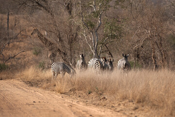Obraz premium A group of adult plains zebras in Kruger National Park, South Africa, moving through their natural habitat. Wildlife scene featuring African zebras in the savanna landscape during a safari