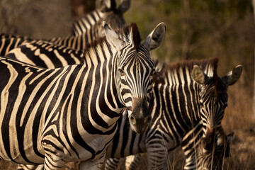 Obraz premium A group of adult plains zebras in Kruger National Park, South Africa, moving through their natural habitat. Wildlife scene featuring African zebras in the savanna landscape during a safari
