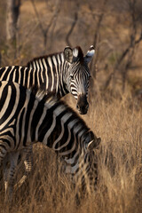 Obraz premium A group of adult plains zebras in Kruger National Park, South Africa, moving through their natural habitat. Wildlife scene featuring African zebras in the savanna landscape during a safari