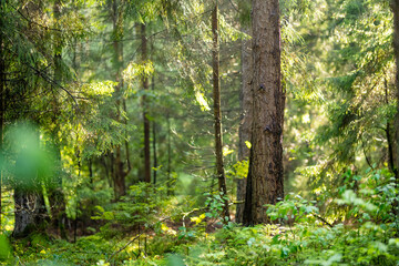 Obraz premium Lush green forest with dense undergrowth illuminated by soft summer sunlight. Peaceful woodland scenery creates a natural atmospheric background.