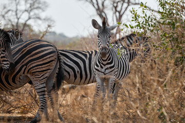 Obraz premium A group of adult plains zebras in Kruger National Park, South Africa, moving through their natural habitat. Wildlife scene featuring African zebras in the savanna landscape during a safari