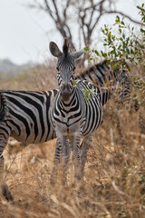 Obraz premium A group of adult plains zebras in Kruger National Park, South Africa, moving through their natural habitat. Wildlife scene featuring African zebras in the savanna landscape during a safari