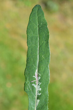 Mine on leaf, damage caused by larval stage of insects. Leaf miners feed on different species of plants