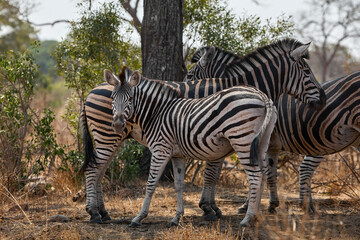 Obraz premium A group of adult plains zebras in Kruger National Park, South Africa, moving through their natural habitat. Wildlife scene featuring African zebras in the savanna landscape during a safari