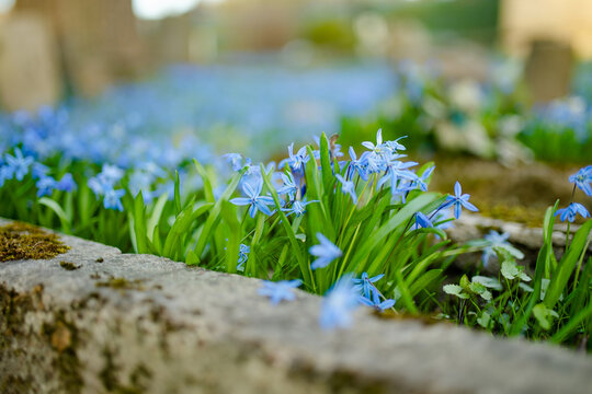 Blue scilla flowers carpet historic Bernardine Cemetery in Vilnius among old gravestones in April. Peaceful spring landscape blends seasonal bloom, memory, history and quiet urban heritage.