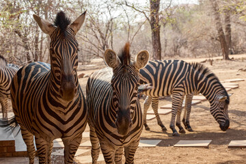Obraz premium A herd of wild plains zebras standing near residential buildings in Marloth Park, South Africa. Free-roaming zebras visiting the residential area, illustrating the unique coexistence