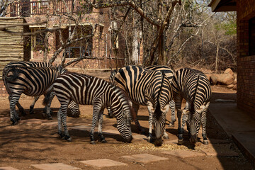 Obraz premium A herd of wild plains zebras standing near residential buildings in Marloth Park, South Africa. Free-roaming zebras visiting the residential area, illustrating the unique coexistence