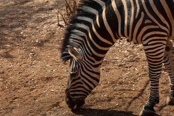 Obraz premium A herd of wild plains zebras standing near residential buildings in Marloth Park, South Africa. Free-roaming zebras visiting the residential area, illustrating the unique coexistence