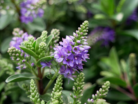 A close-up shot of a cluster of purple Hebe flowers and green buds.