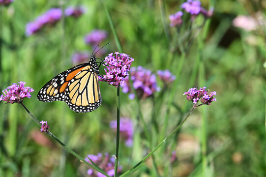 Monarch butterfly on purple verbena flowers