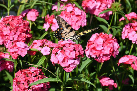 Yellow eastern tiger swallowtail butterfly on pink flowers