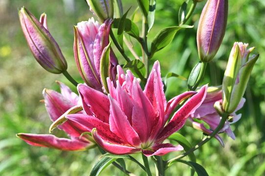 Pink Lily plant blooming in a garden, lilies 