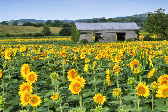 Fields of sunflowers growing on a farm in Virginia