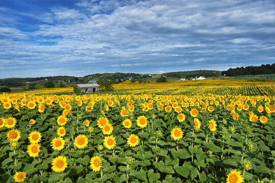 Fields of sunflowers growing on a farm in Virginia