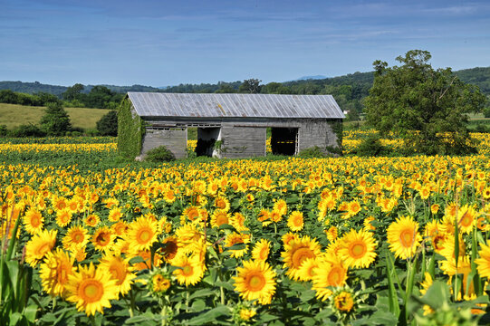 Fields of sunflowers growing on a farm in Virginia